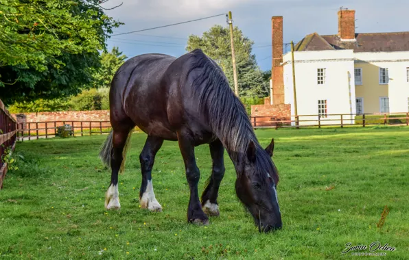 Nature, Sunset, Magic, Summer, United Kingdom, Dream, Animal, Horse