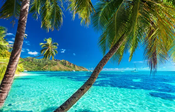 Sea, beach, the sun, palm trees, shore, summer, beach, sea