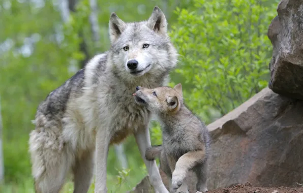 Picture FOREST, FAMILY, WOLF