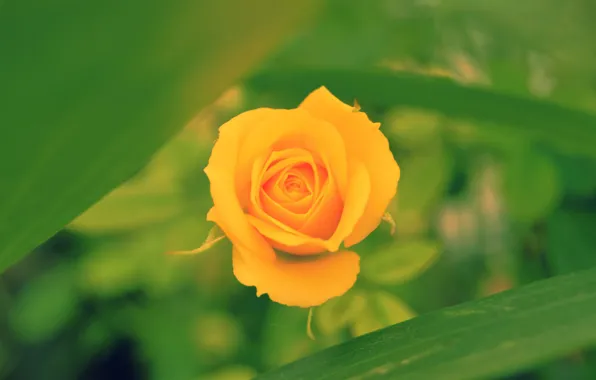 Picture macro, rose, Bud, bokeh, yellow rose