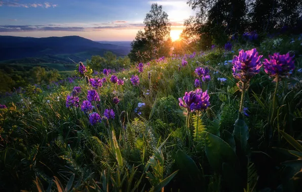 Greens, summer, grass, the sun, landscape, sunset, flowers, mountains