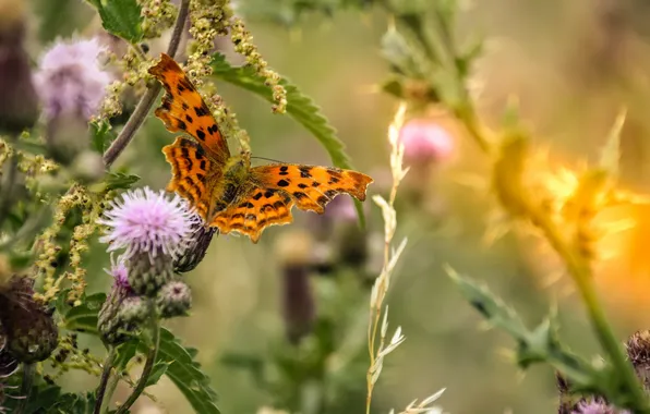 Picture flowers, nature, background, butterfly