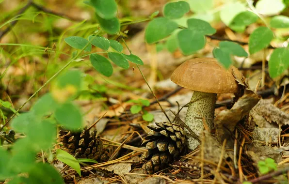 Picture grass, leaves, macro, mushrooms, bumps