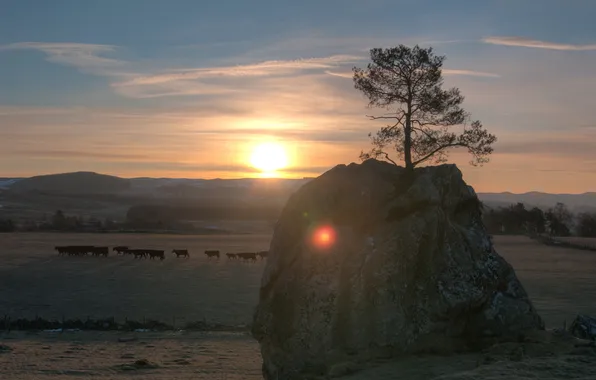 The sun, rock, tree, dawn, morning, cows, pasture, meadow