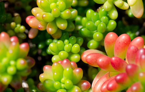 Leaves, red, plant, green, stonecrop, Sedum, sedum