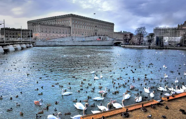 The sky, clouds, bridge, bird, home, Sweden, swans, promenade