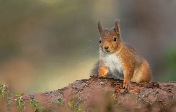 Background, protein, red, log, bokeh