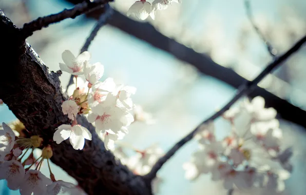 Flowers, tree, spring, flowering, fruit