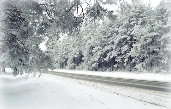 Winter, frost, road, forest, landscape, nature