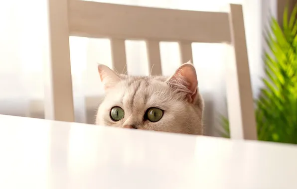 Cat, cat, look, pose, face