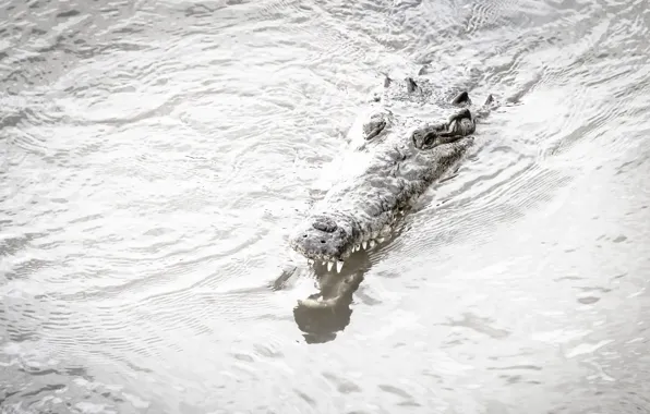Nature, river, crocodile