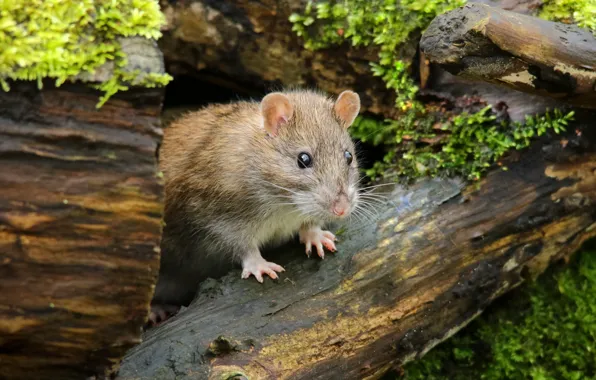 Look, nature, sweetheart, moss, mouse, muzzle, log, rat