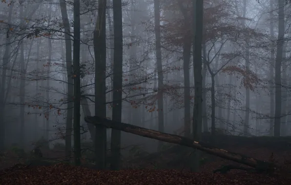 Picture forest, trees, nature, fog, Niklas Hamisch