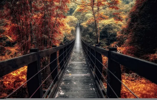Autumn, forest, bridge, China