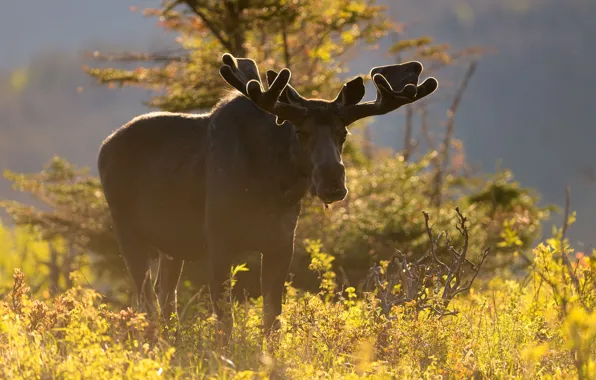 Autumn, forest, light, moose