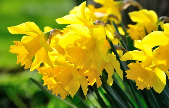 Macro, yellow, daffodils