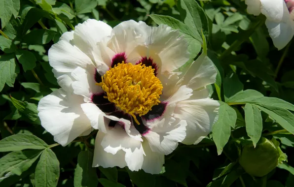 Macro, petals, peony