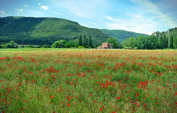 Greens, field, forest, summer, the sky, landscape, flowers, mountains