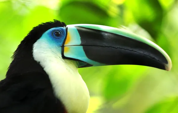 Bird, beak, Toucan