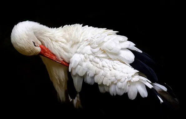 Nature, bird, stork