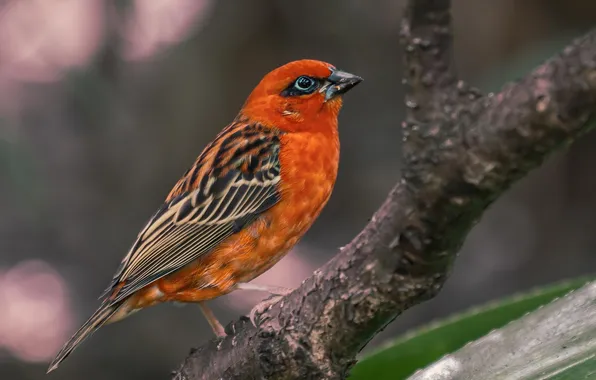 Bird, macro, branch, beautiful, bright color