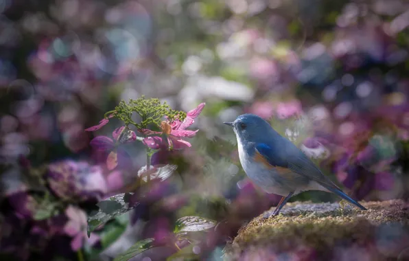 Light, flowers, glare, bird, moss, treatment, bird, lilac