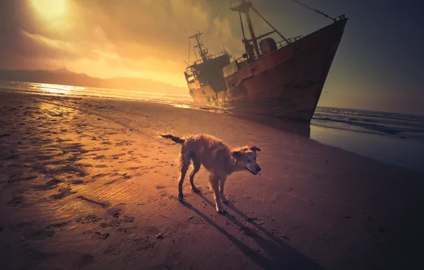 Picture sea, sunset, ship, dog