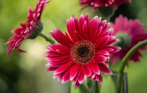 Flowers, close-up, red, background, bouquet, blur, petals, vase