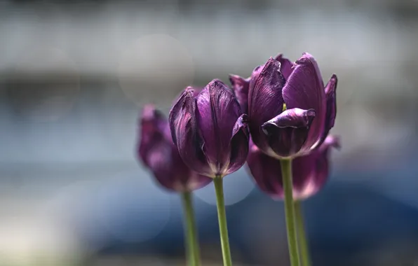 Picture purple, flowers, background, tulips, buds, bokeh