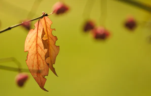 Picture leaves, background, branch, autumn