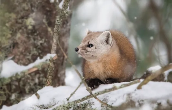 Winter, look, snow, branches, tree, sweetheart, muzzle, lies