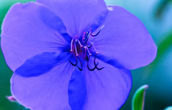 Flowers, nature, plant, petals