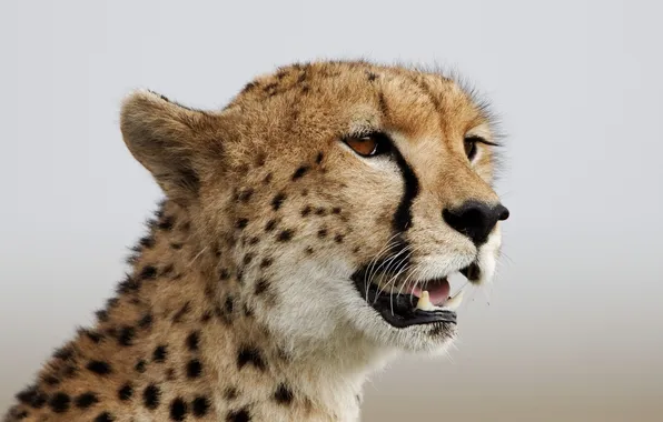 Picture cat, look, face, Cheetah