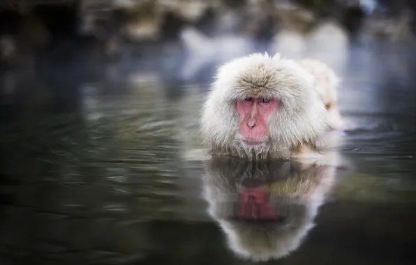 Picture water, monkey, monkey