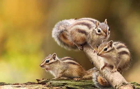 Chipmunk, trio, poses, faces, rodents, chipmunks