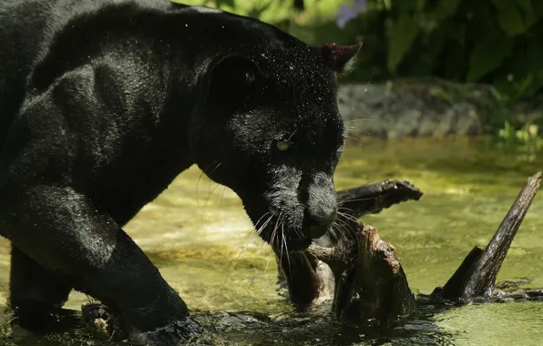 Face, predator, Panther, bathing, wild cat, zoo, black Jaguar