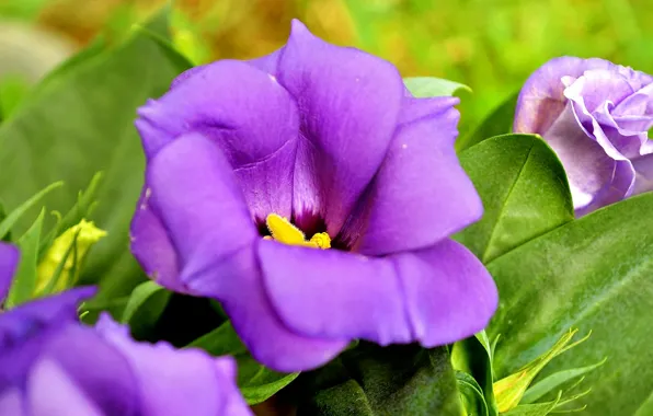 Picture Macro, Macro, Purple flower, Purple flower