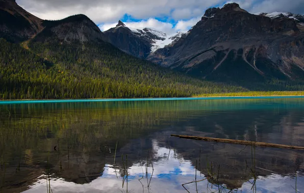 Forest, mountains, lake, reflection, shore, the slopes, tops, log
