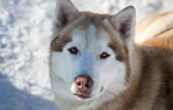 Dog, spring, red, husky