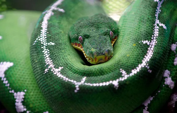 Look, snake, scales, Python, green, AI art, neural network