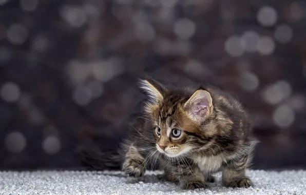 Cat, look, pose, kitty, grey, baby, face, bokeh