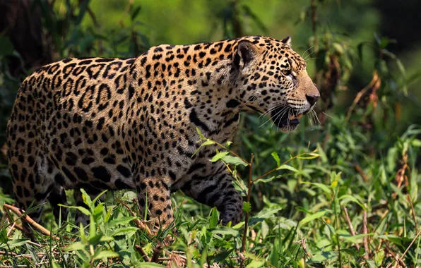 Grass, leopard, profile, walk