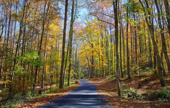 Picture road, autumn, forest, leaves, the sun, trees, yellow, Park