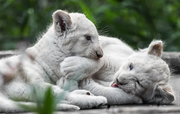The game, pair, kittens, white, wild cats, the cubs, a couple, lion