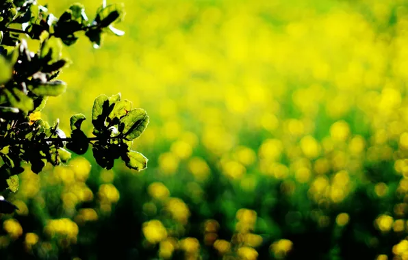 Picture leaves, macro, yellow, green, background, dark green, widescreen, Wallpaper