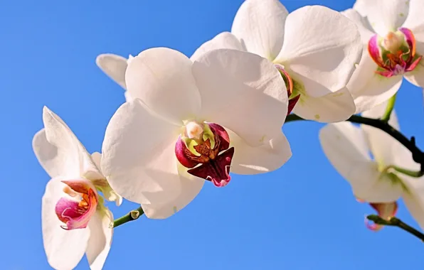 The sky, macro, Orchid, Lepestki