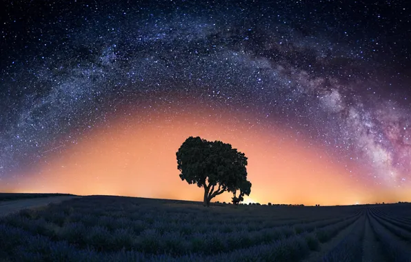 Night, tree, The milky way, lavender, lavender field