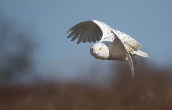 Picture white, flight, owl, bird, snowy owl, polar
