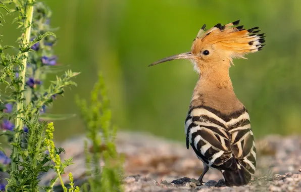 Flowers, bird, green background, hoopoe