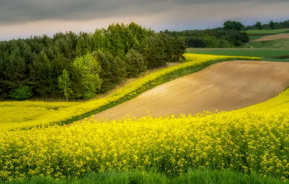 Summer, nature, rape